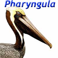 Pharyngula
