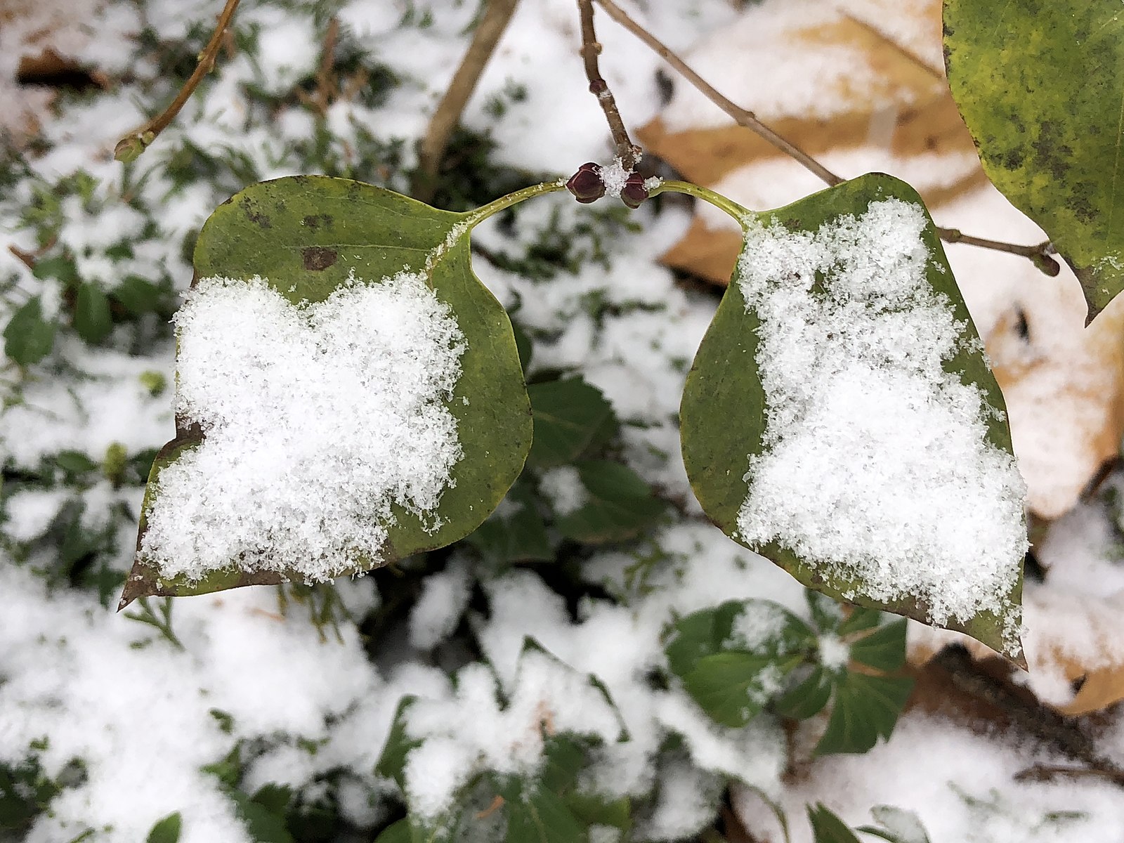 lilac in the winter