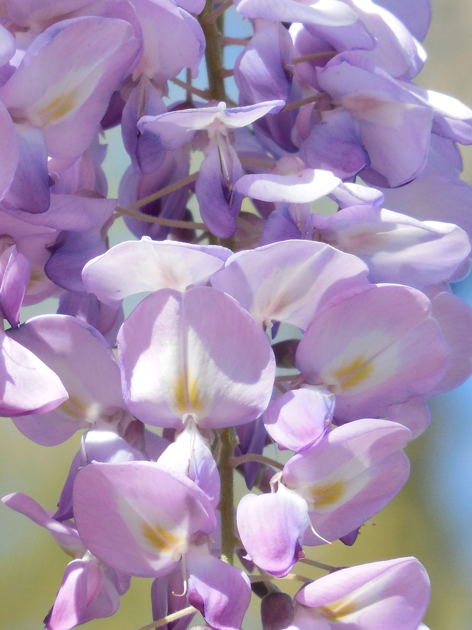 wisteria up close