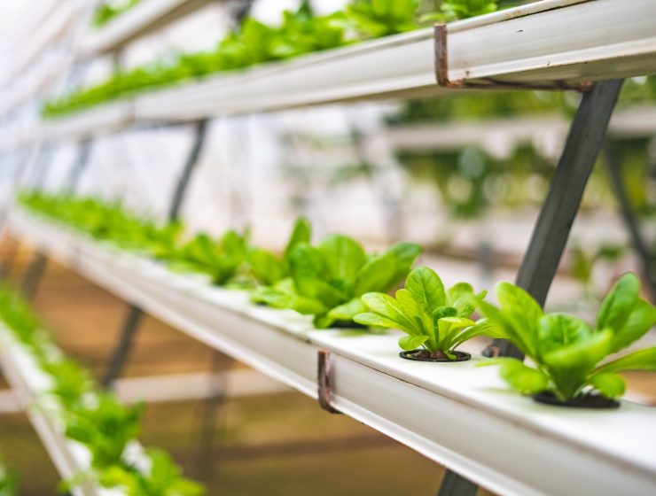 Close-up Photo of Lettuce using Hydroponics Farming